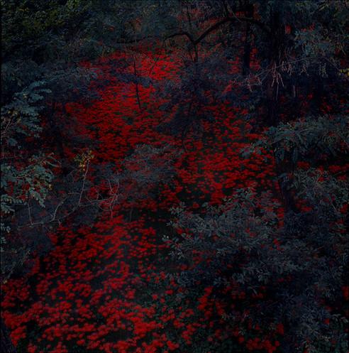 Alex Cobb - Marigold And Cable